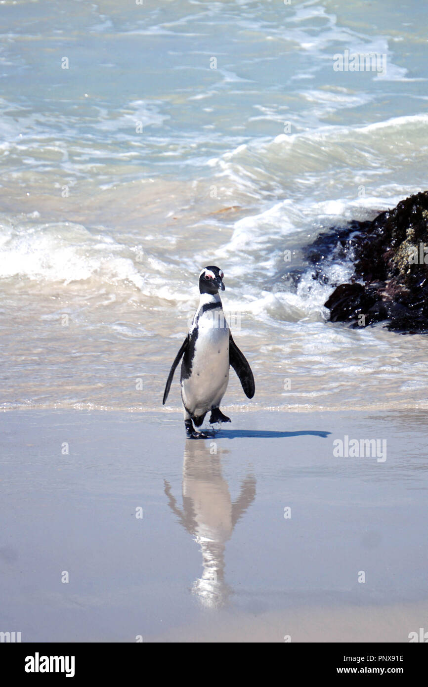 Adult African Penguin on Boulders Beach, South Africa Stock Photo