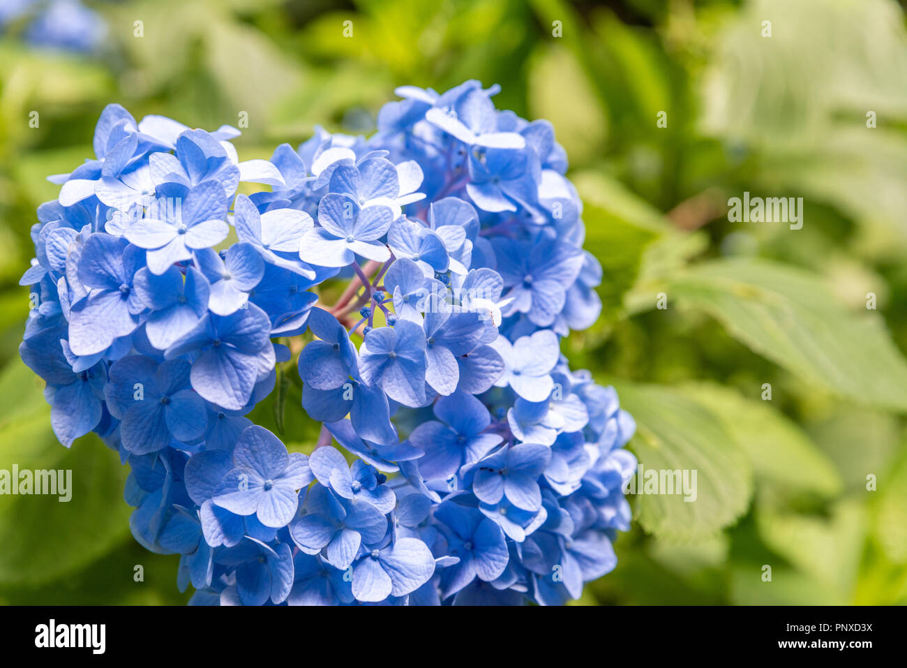 Ajisai Flower Hydrangea Blooming In Spring And Summer At Botanic Garden Stock Photo Alamy