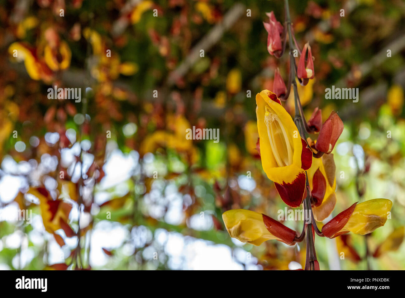Yellow colorOrchidaceae hanging in the air Stock Photo