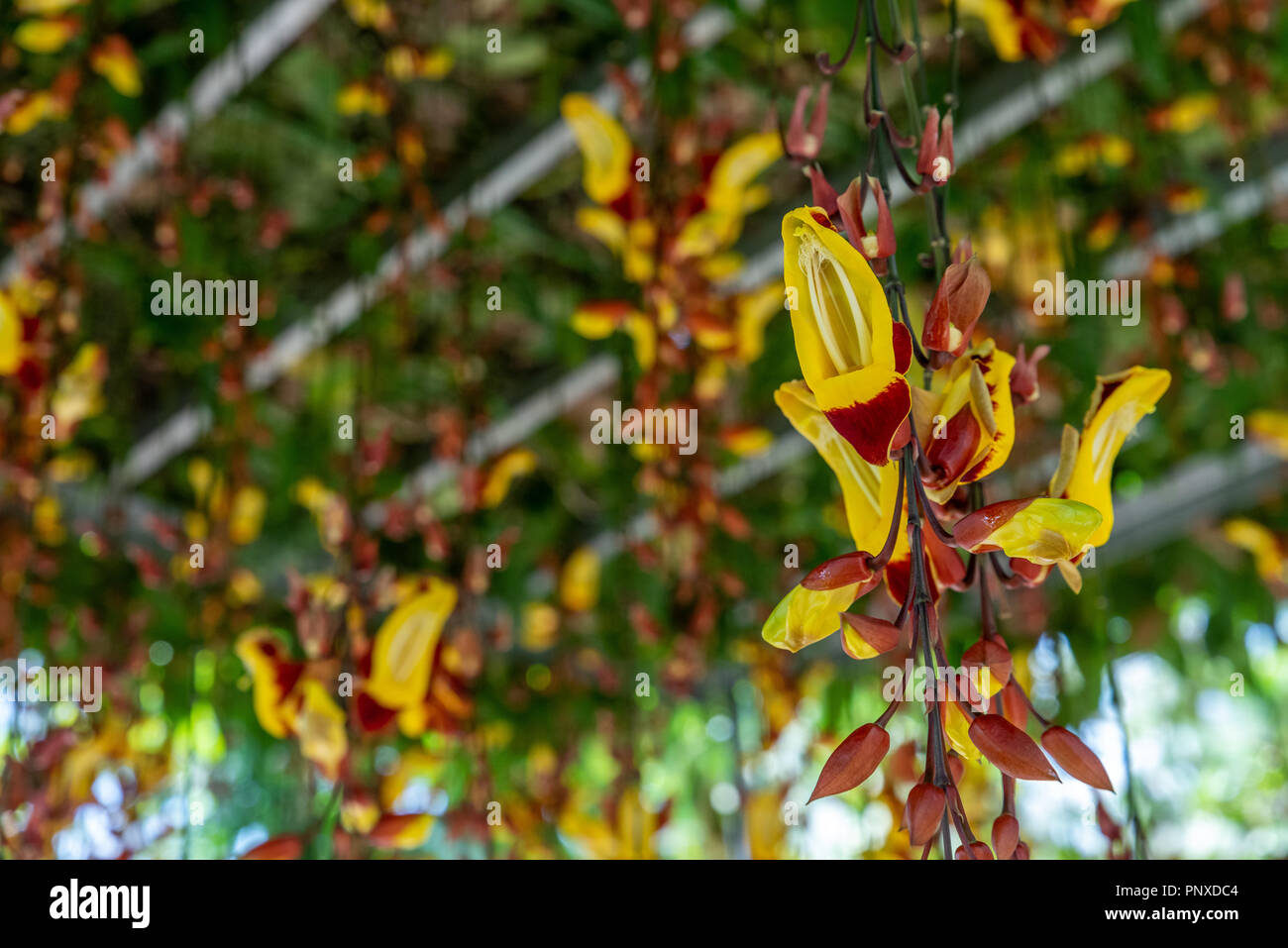 Yellow colorOrchidaceae hanging in the air Stock Photo