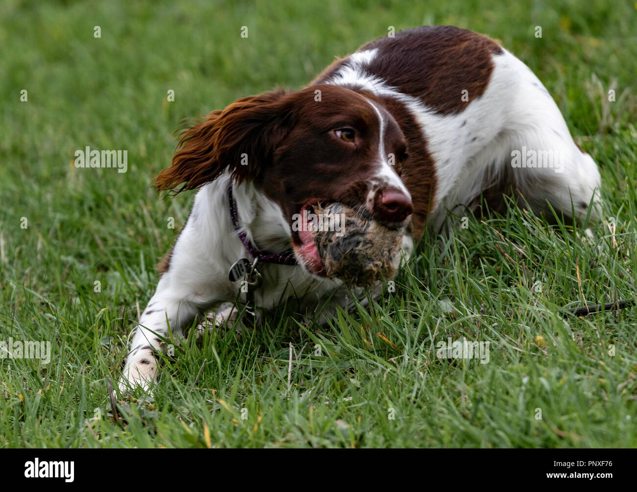 Spaniel Training Chatsworth Stock Photo