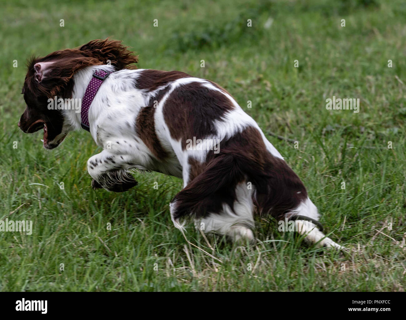 Spaniel Training Chatsworth Stock Photo