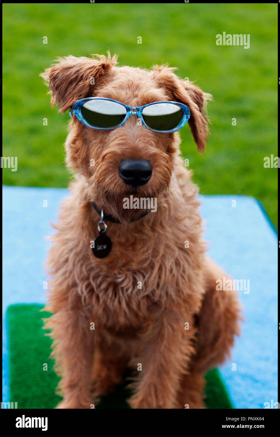 Firehouse Dog Stock Photos & Firehouse Dog Stock Images Page 2 Alamy