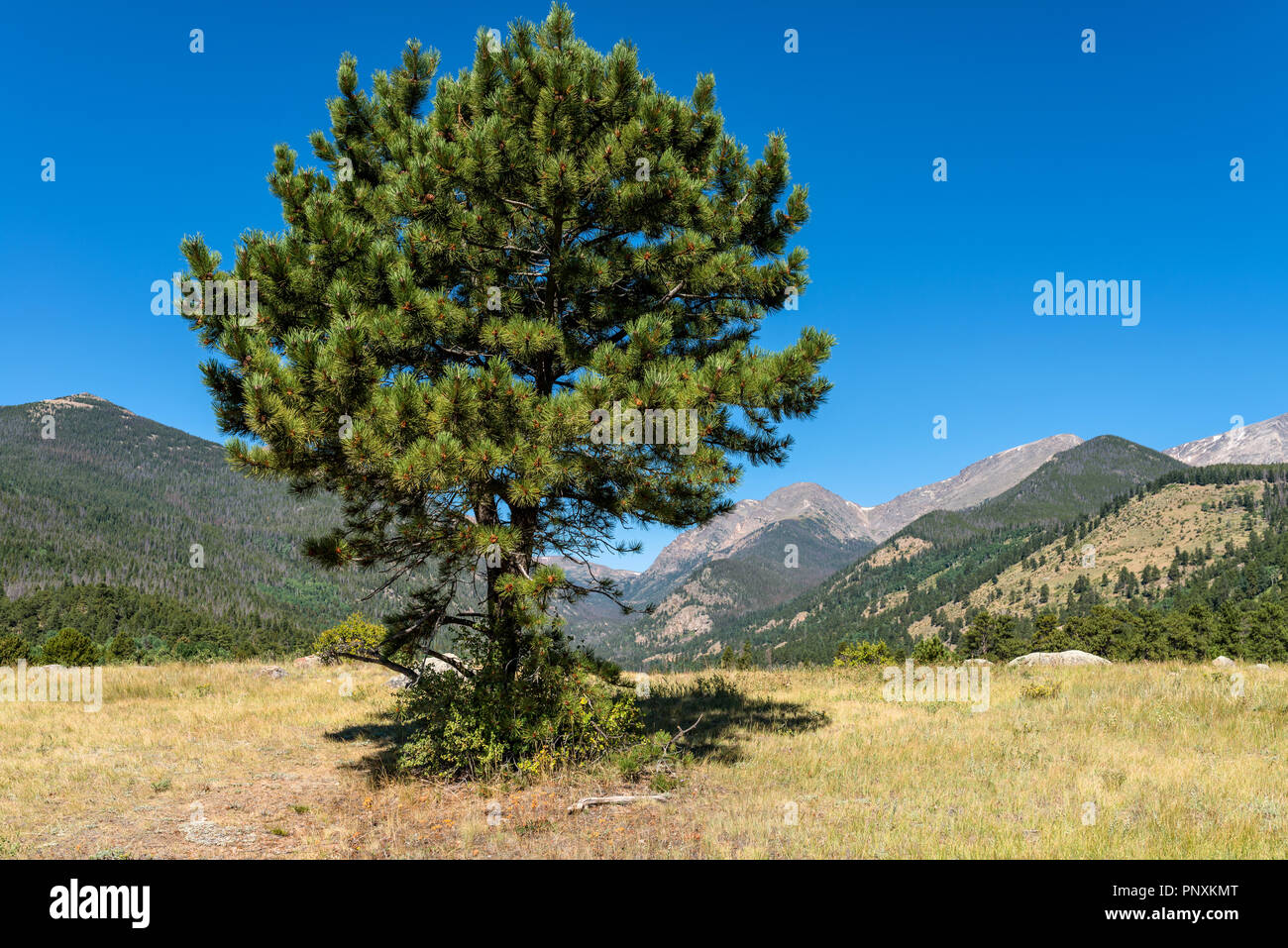 Ponderosa Pine - A lone ponderosa pine standing in a mountain valley. Rocky Mountain National Park, Colorado, USA. Stock Photo