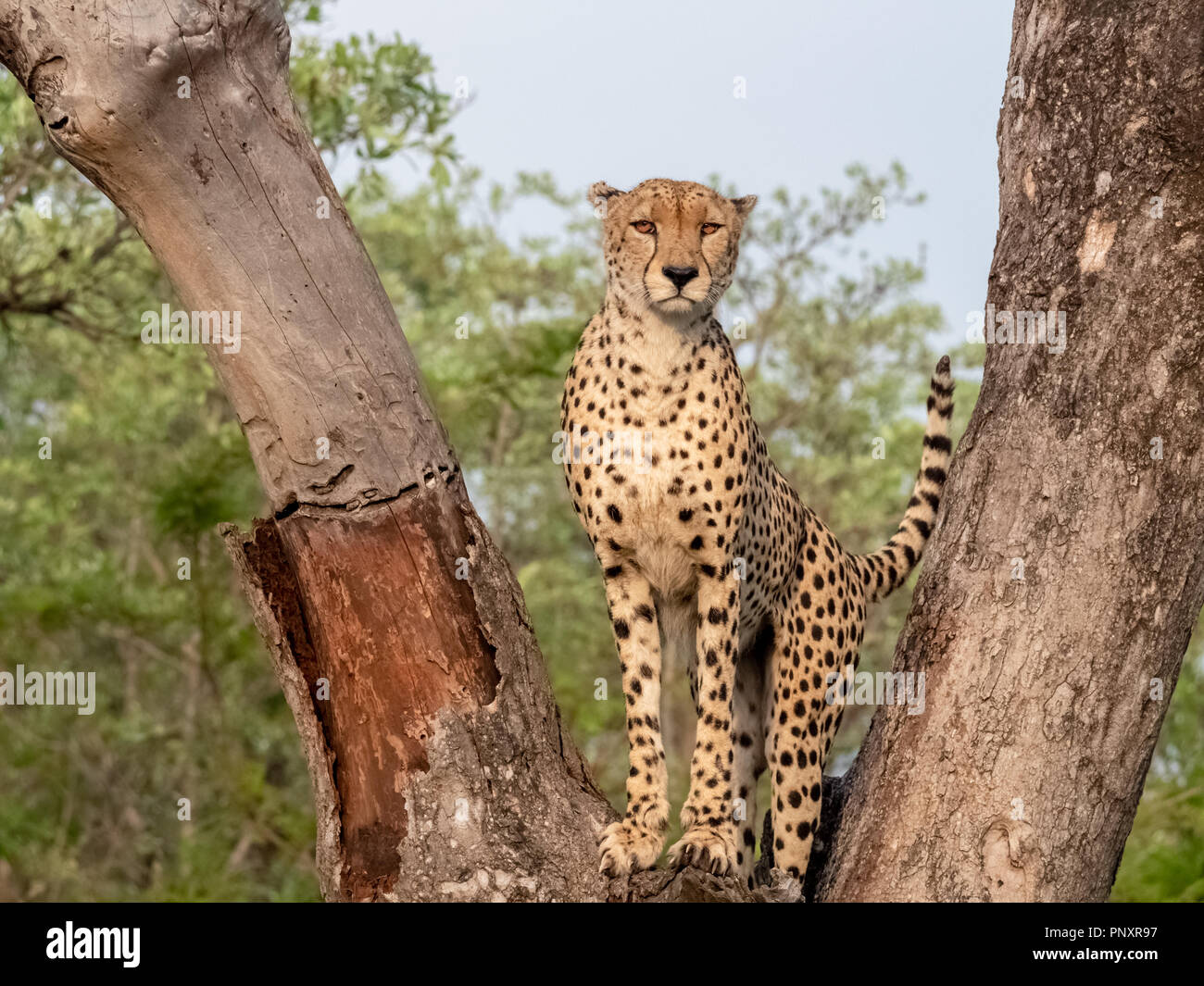 A cheetah in a tree on a safari in South Africa. Stock Photo