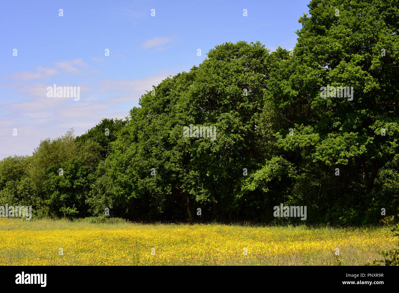 Summer meadow and woodland, Broadwood Kelly, Devon, UK Stock Photo Alamy