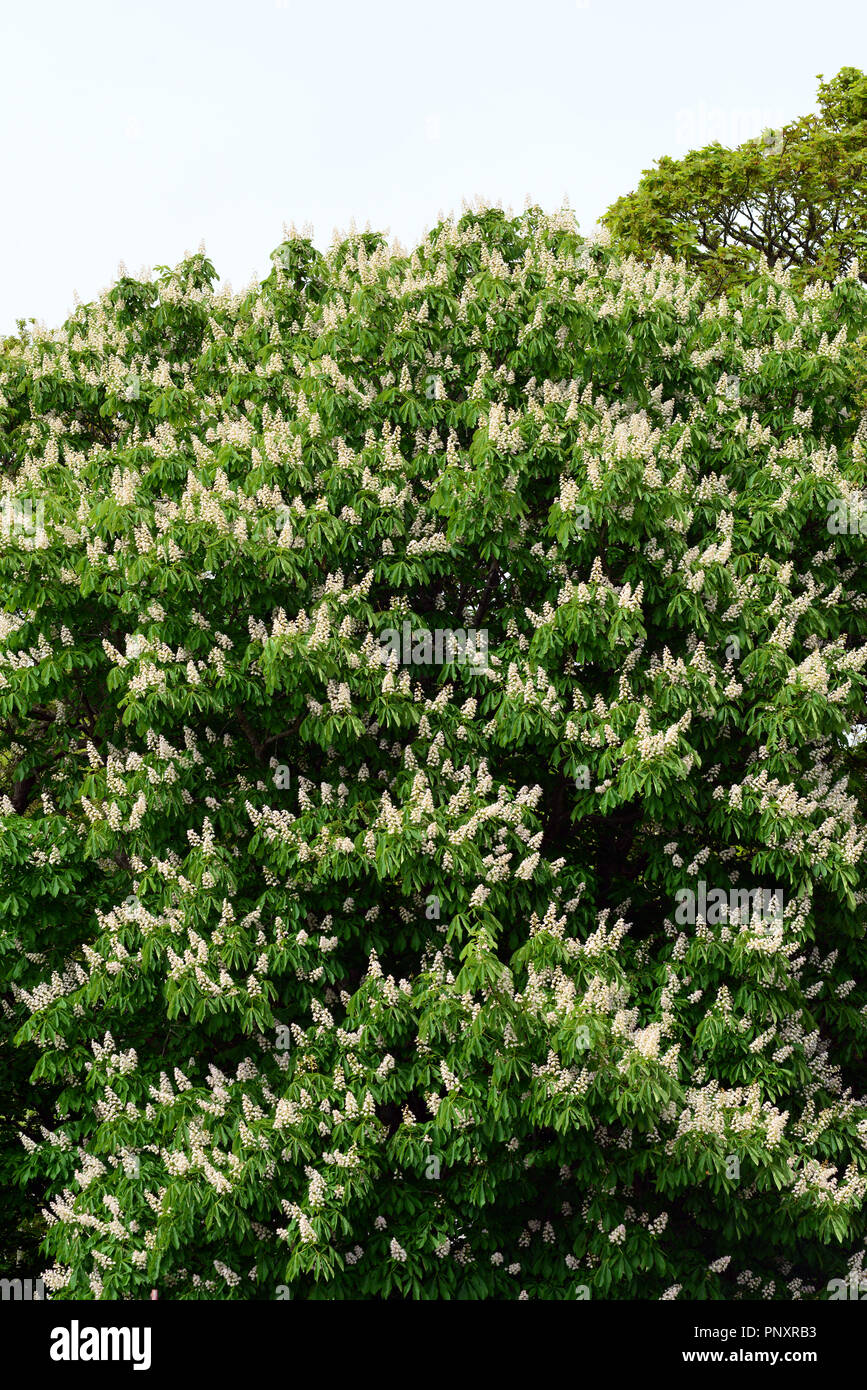 Horse chestnut trees in flower near Aberystwyth, Wales, UK Stock Photo