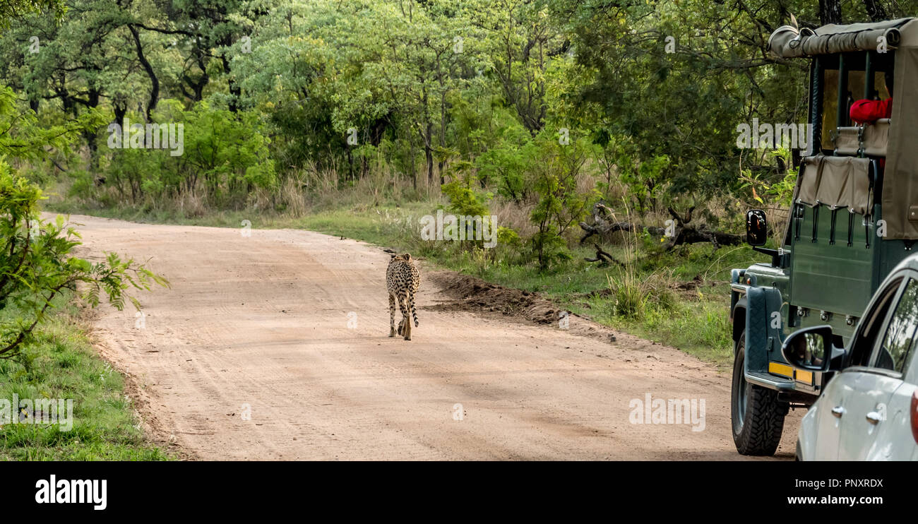 Cheetah walking on roadway in Kruger National Park, South Africa Stock Photo