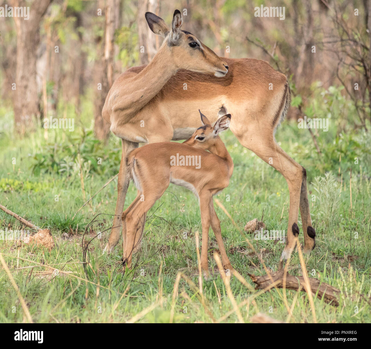 An african impala mother and baby in South Africa! Stock Photo