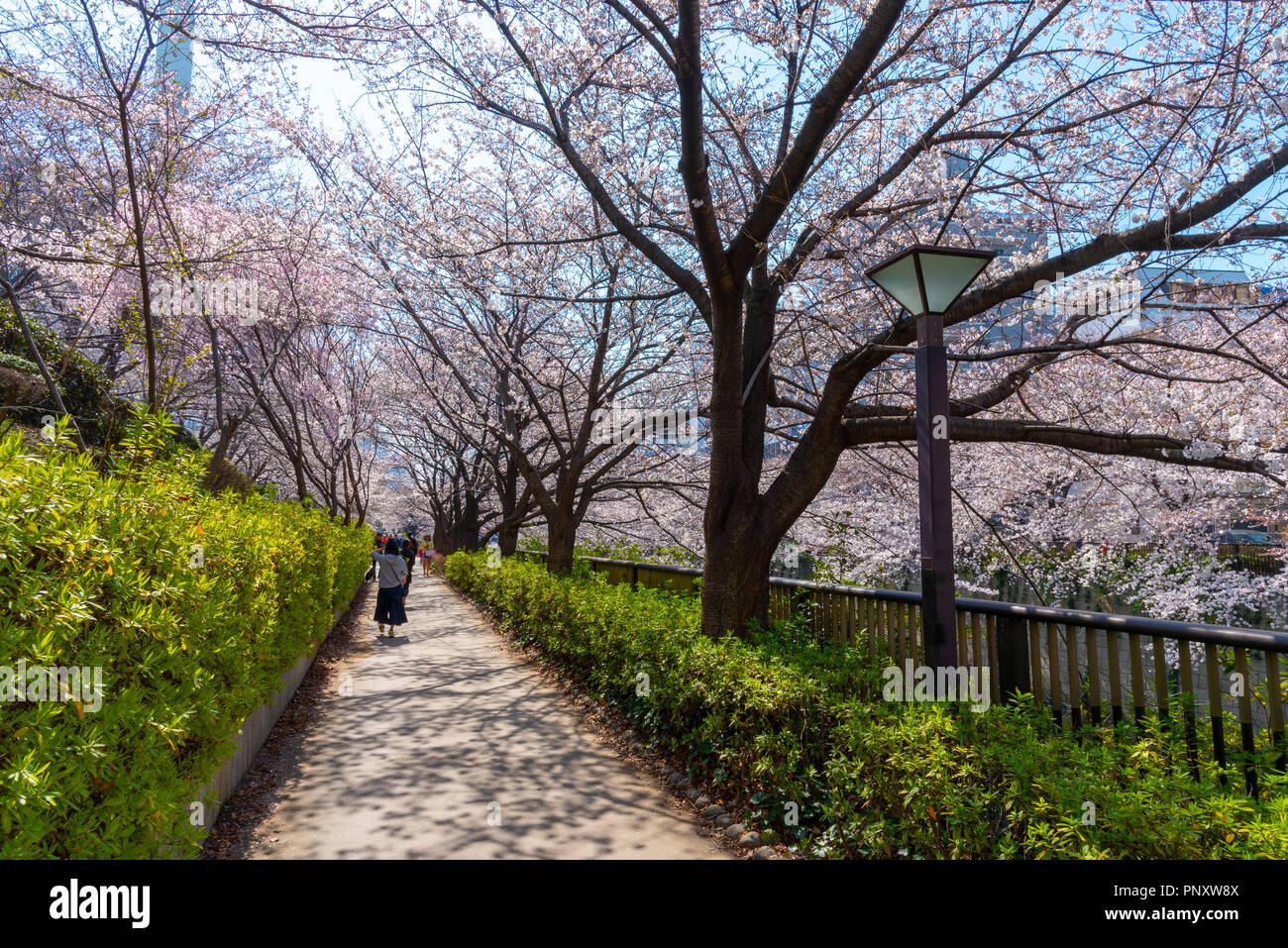 Cherry blossom season in Tokyo at Meguro river, Japan Meguro river Sakura Festival. Stock Photo