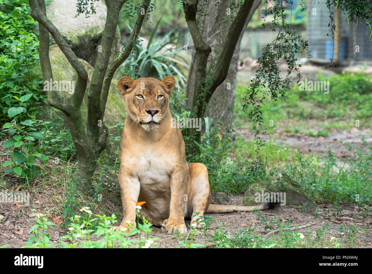Female lion.  Jacksonville zoo Stock Photo