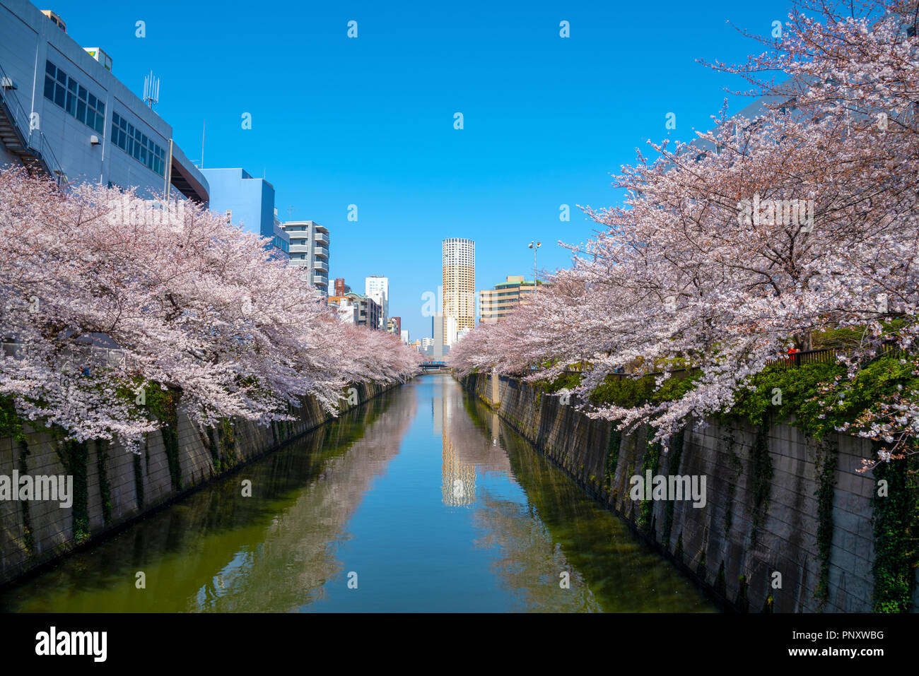 Cherry blossom season in Tokyo at Meguro river, Japan Meguro river Sakura Festival. Stock Photo