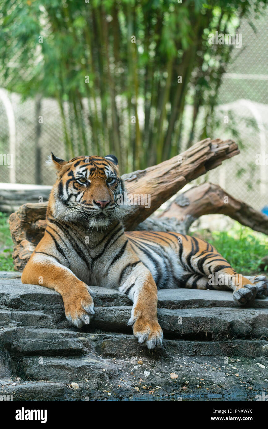 A tiger lounging Stock Photo
