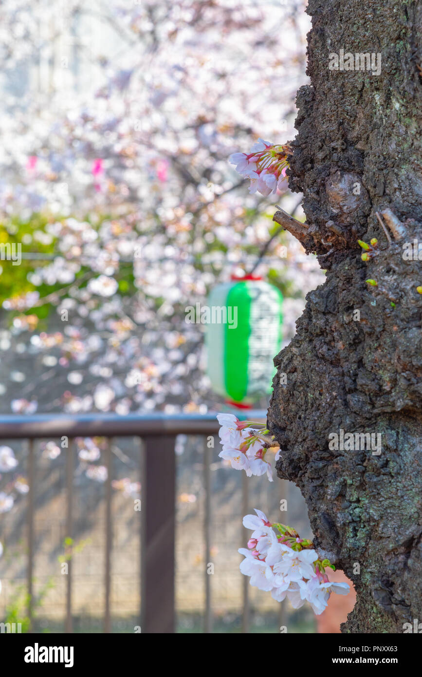 Cherry blossom season in Tokyo at Meguro river, Japan Meguro river Sakura Festival. Stock Photo