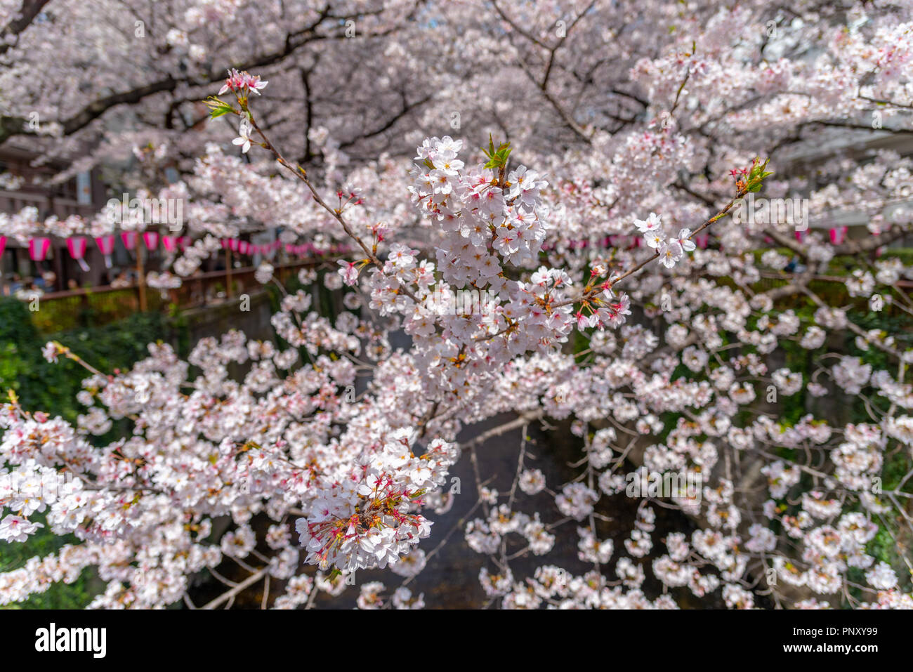 Cherry blossom season in Tokyo at Meguro river, Japan Meguro river Sakura Festival. Stock Photo