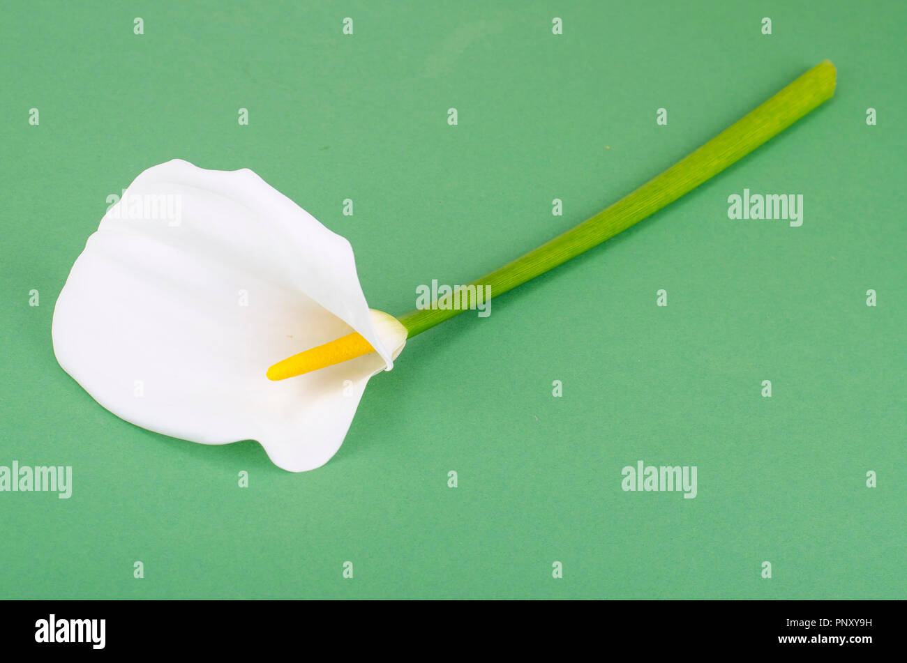 Single flower callas on bright background Stock Photo