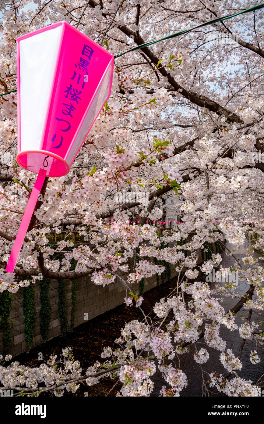 Cherry blossom season in Tokyo at Meguro river, Japan Meguro river Sakura Festival. Stock Photo