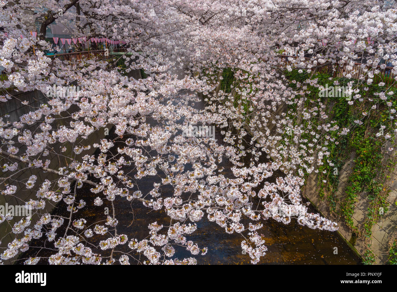 Cherry blossom season in Tokyo at Meguro river, Japan Meguro river Sakura Festival. Stock Photo