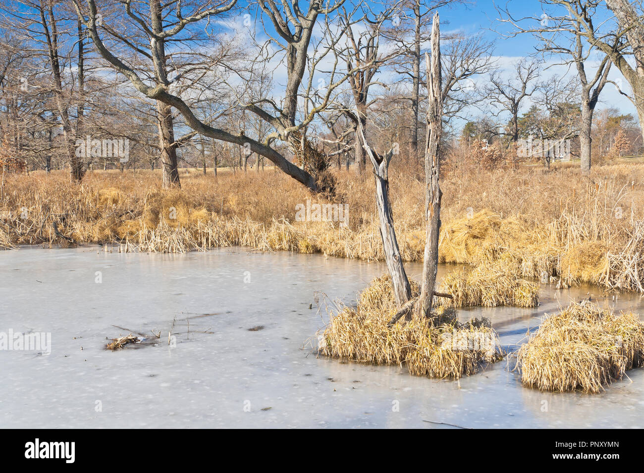 A frozen pond in the Deer Lake Natural Area wetland in St. Louis Forest Park on a sunny winter day with altocumulus clouds. Stock Photo