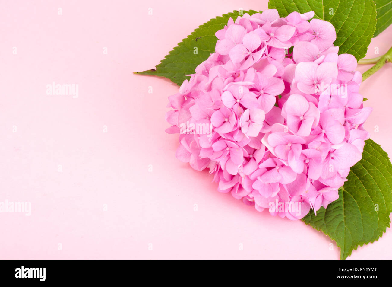 Layout from pink hydrangea flower on bright background Stock Photo - Alamy