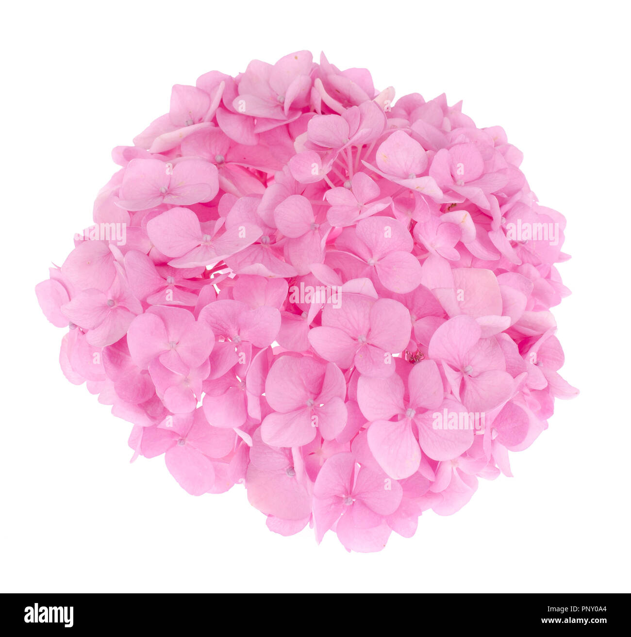 Layout from pink hydrangea flower on bright background Stock Photo - Alamy