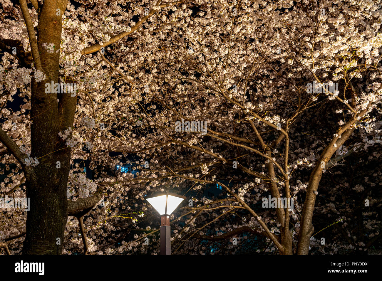 Cherry blossom season in Tokyo at Meguro river, Japan Meguro river Sakura Festival. Stock Photo