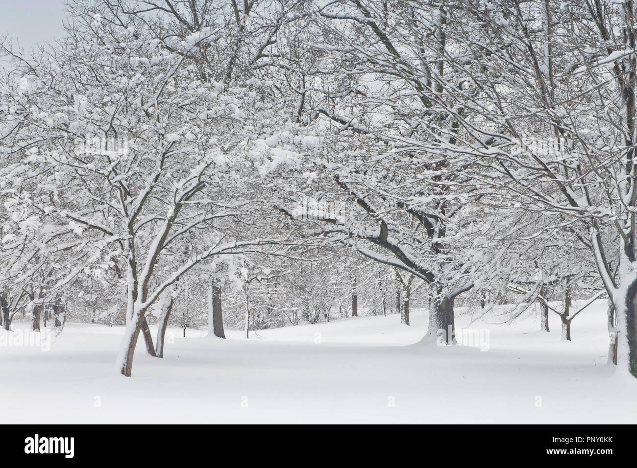 Snow from the previous day sticking to the branches of trees gives the