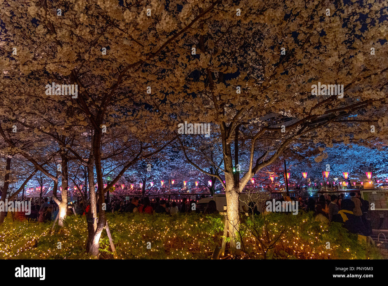 Cherry blossom season in Tokyo at Meguro river, Japan Meguro river Sakura Festival. Stock Photo