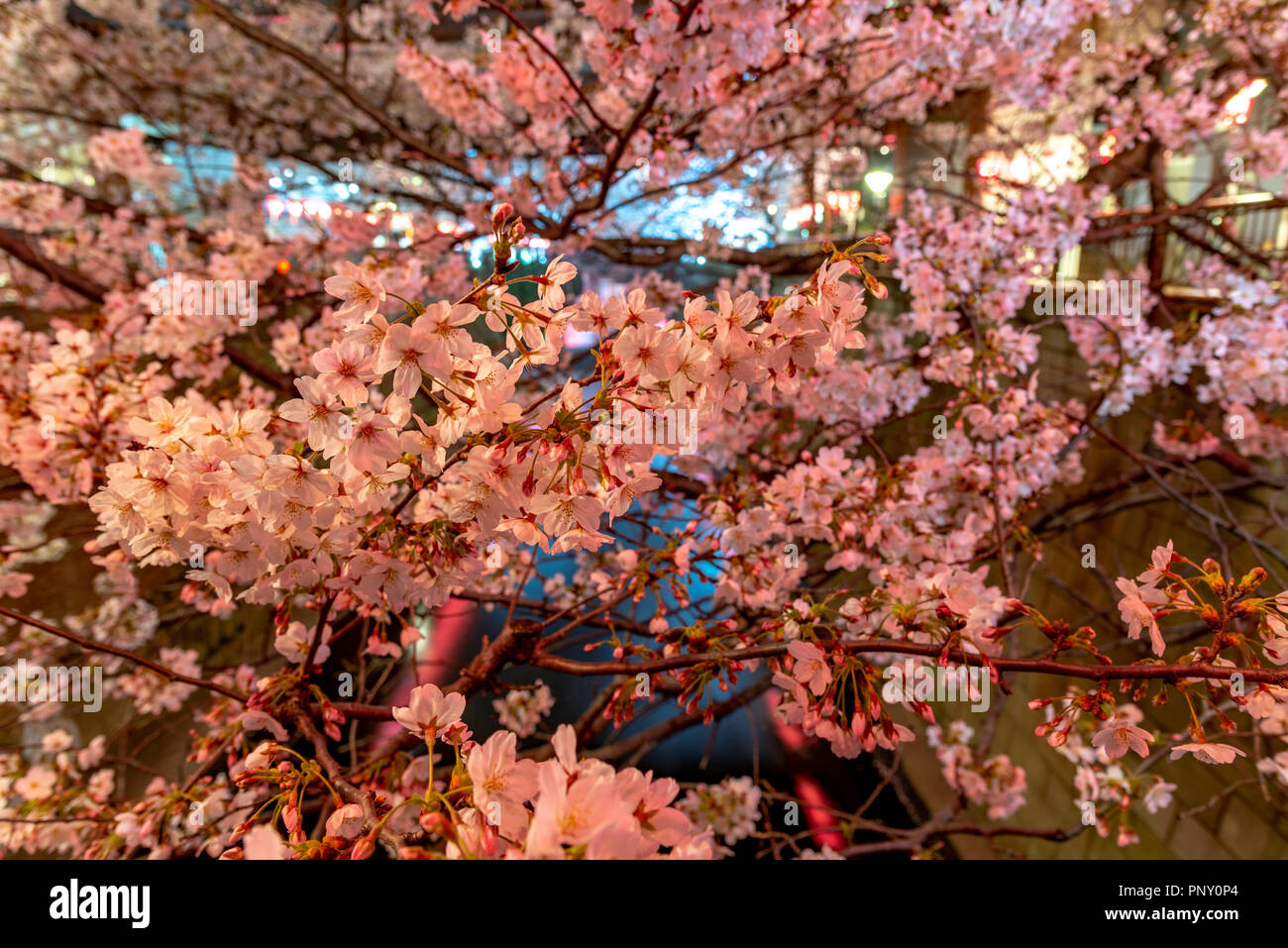 Cherry blossom season in Tokyo at Meguro river, Japan Meguro river