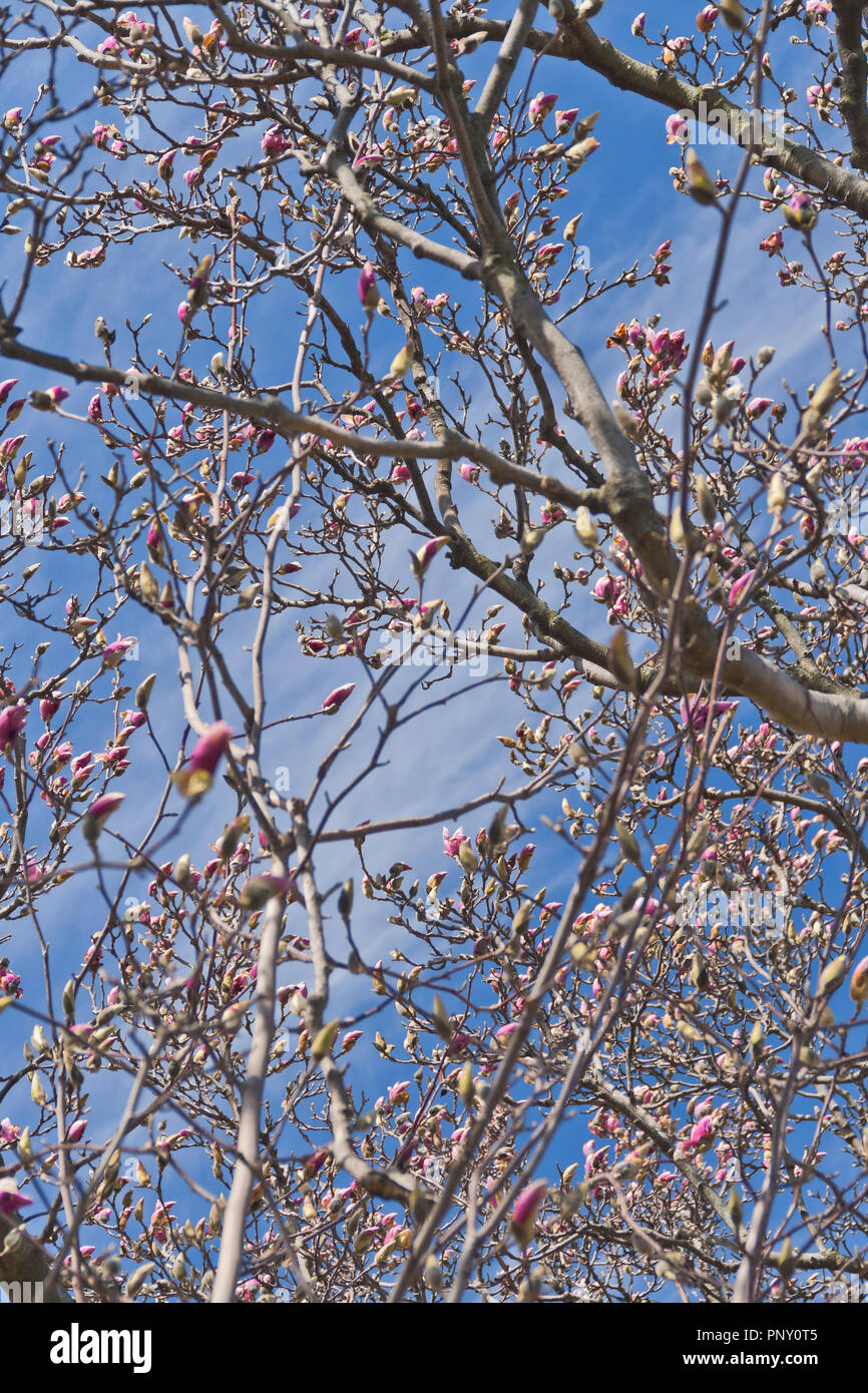 The pink buds of a saucer magnolia tree beginning to bloom stand out