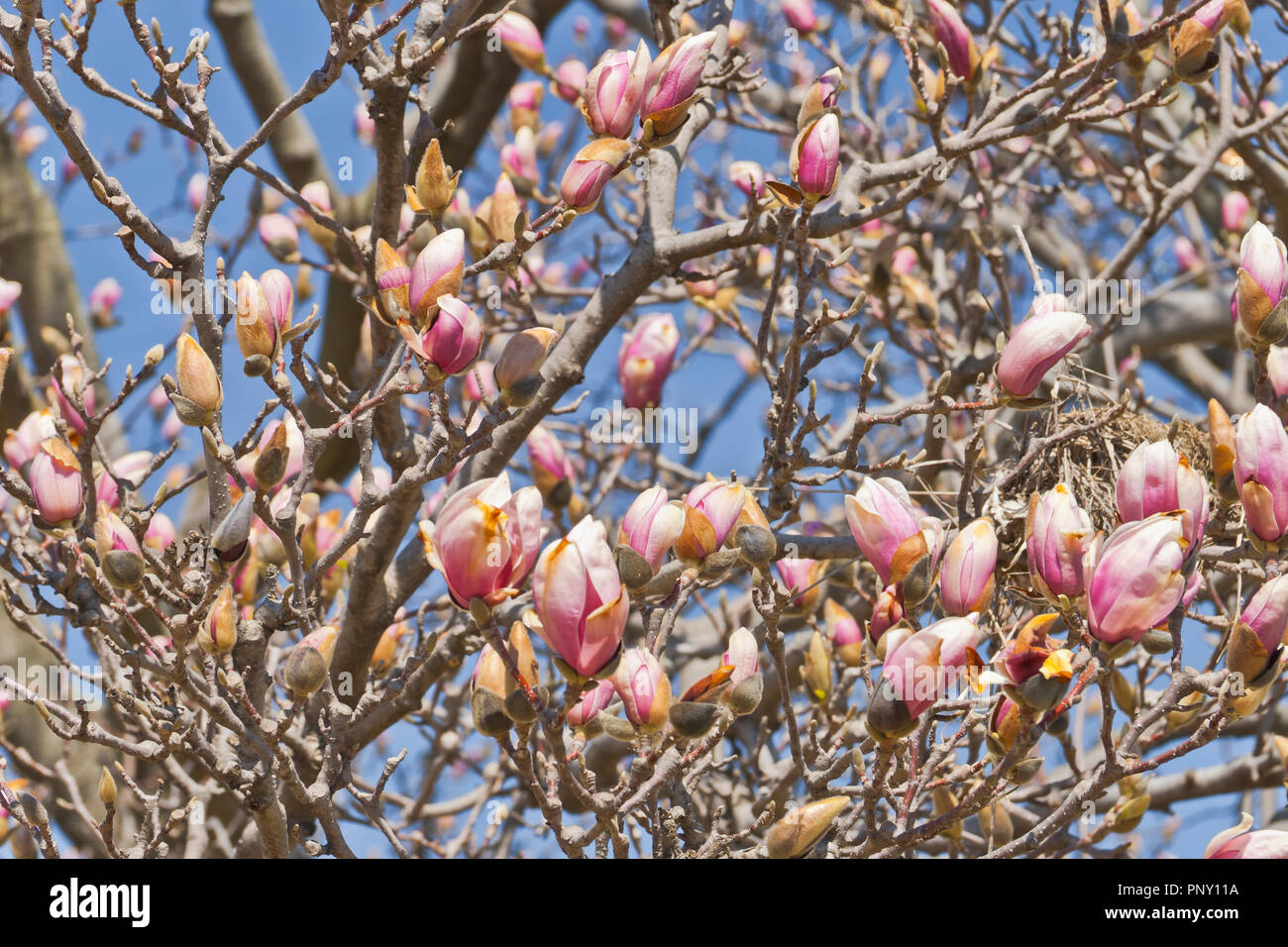 Buds of a magnolia hi-res stock photography and images - Alamy