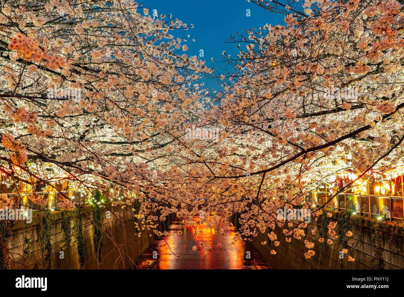 Cherry blossom season in Tokyo at Meguro river, Japan Meguro river Sakura Festival. Stock Photo