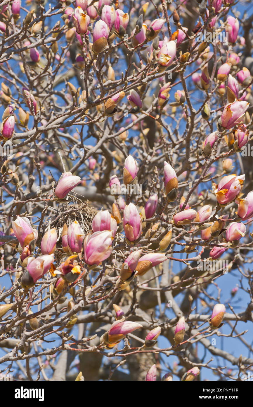 Saucer magnolia tree hires stock photography and images Alamy