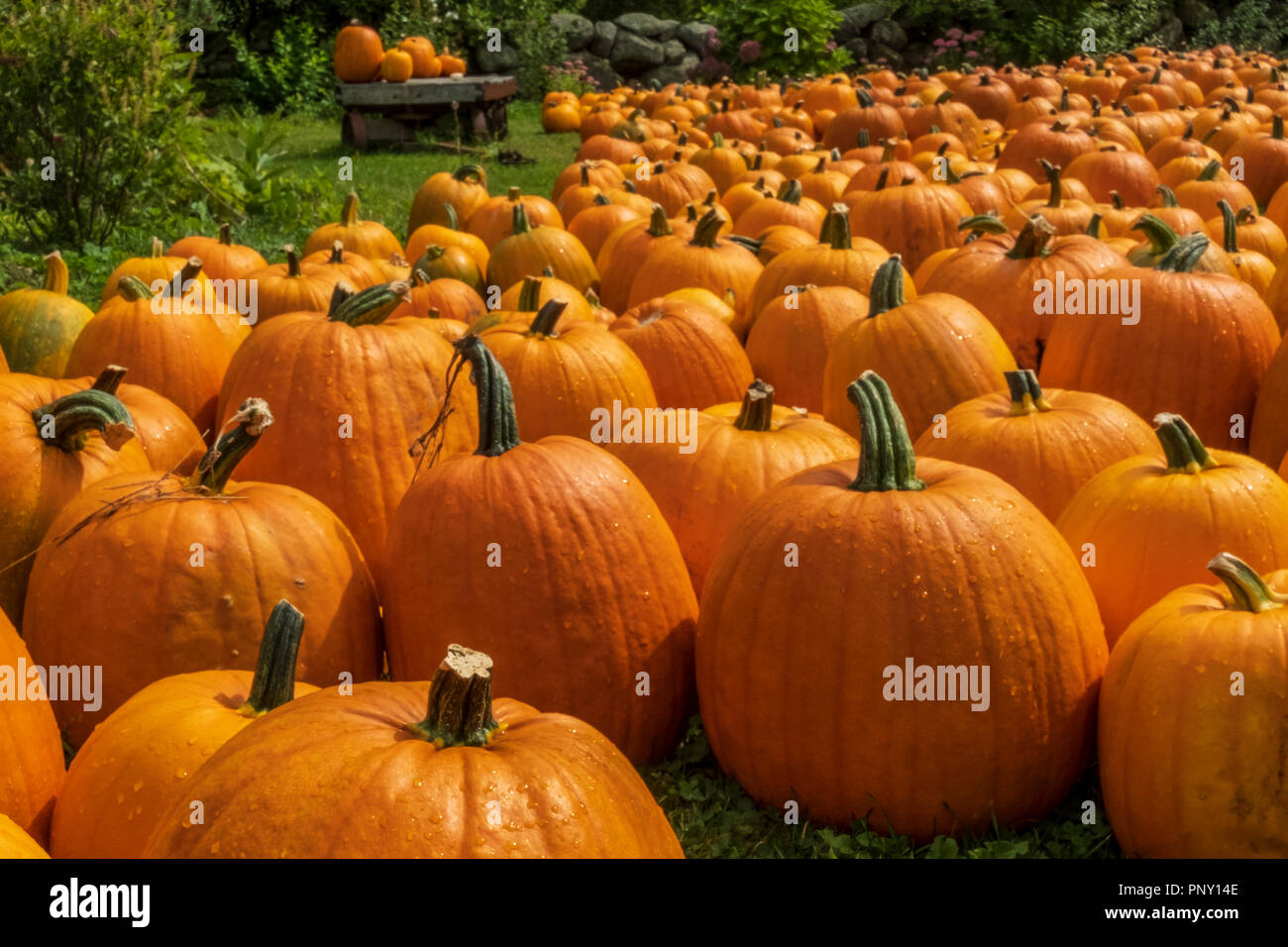 Farm stand in the fall selling pumpkins Stock Photo