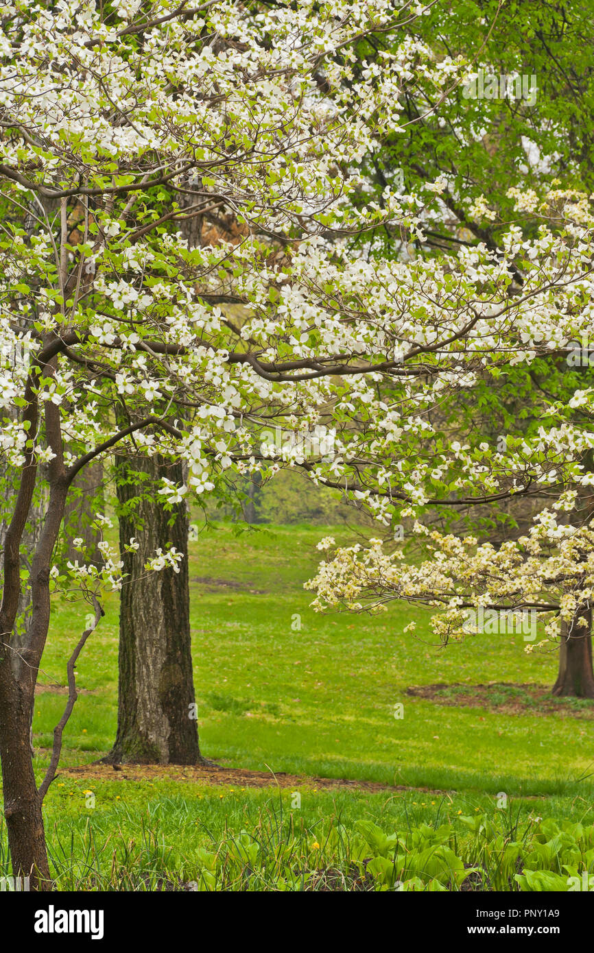 Flowering Dogwoods In Bloom On A Rainy Spring Day By Murphy Lake In