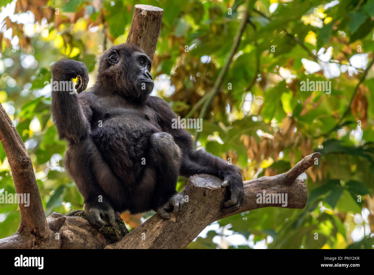 Gorilla sitting on a tree top Stock Photo