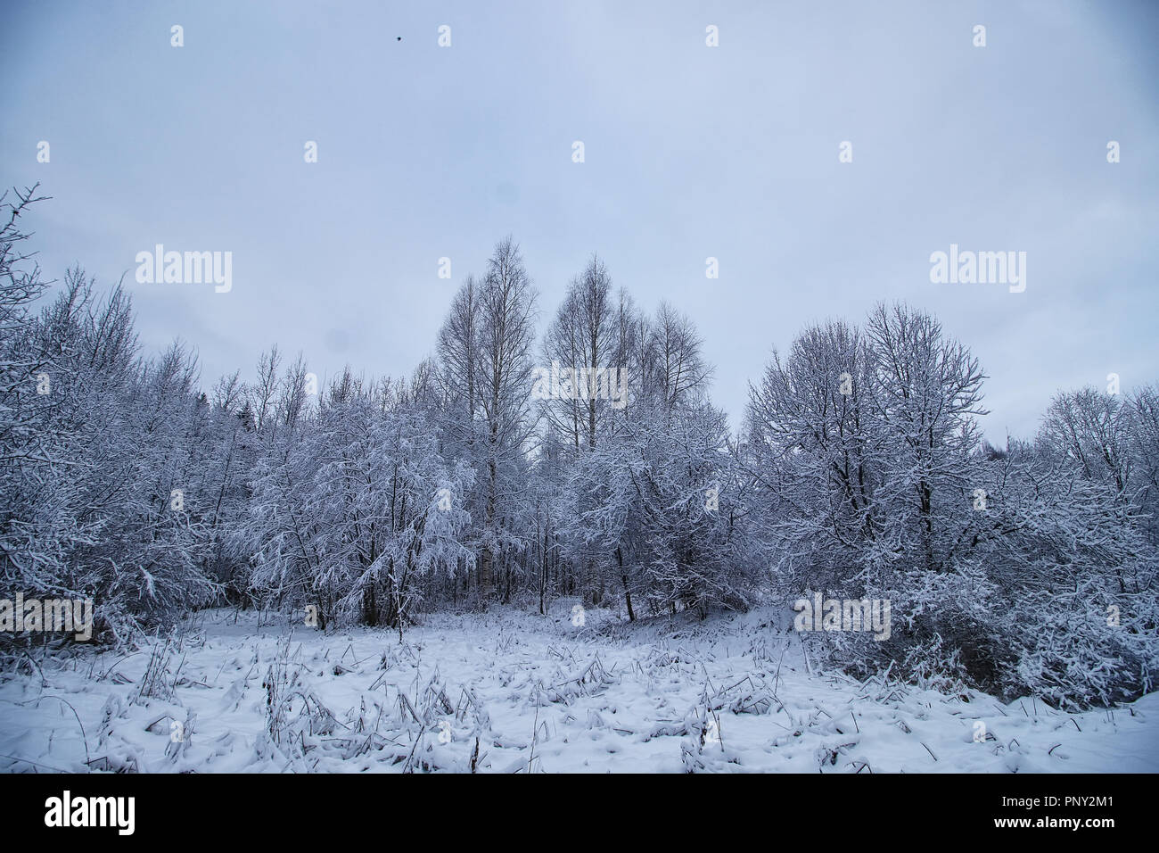 winter forest covered snow Stock Photo - Alamy