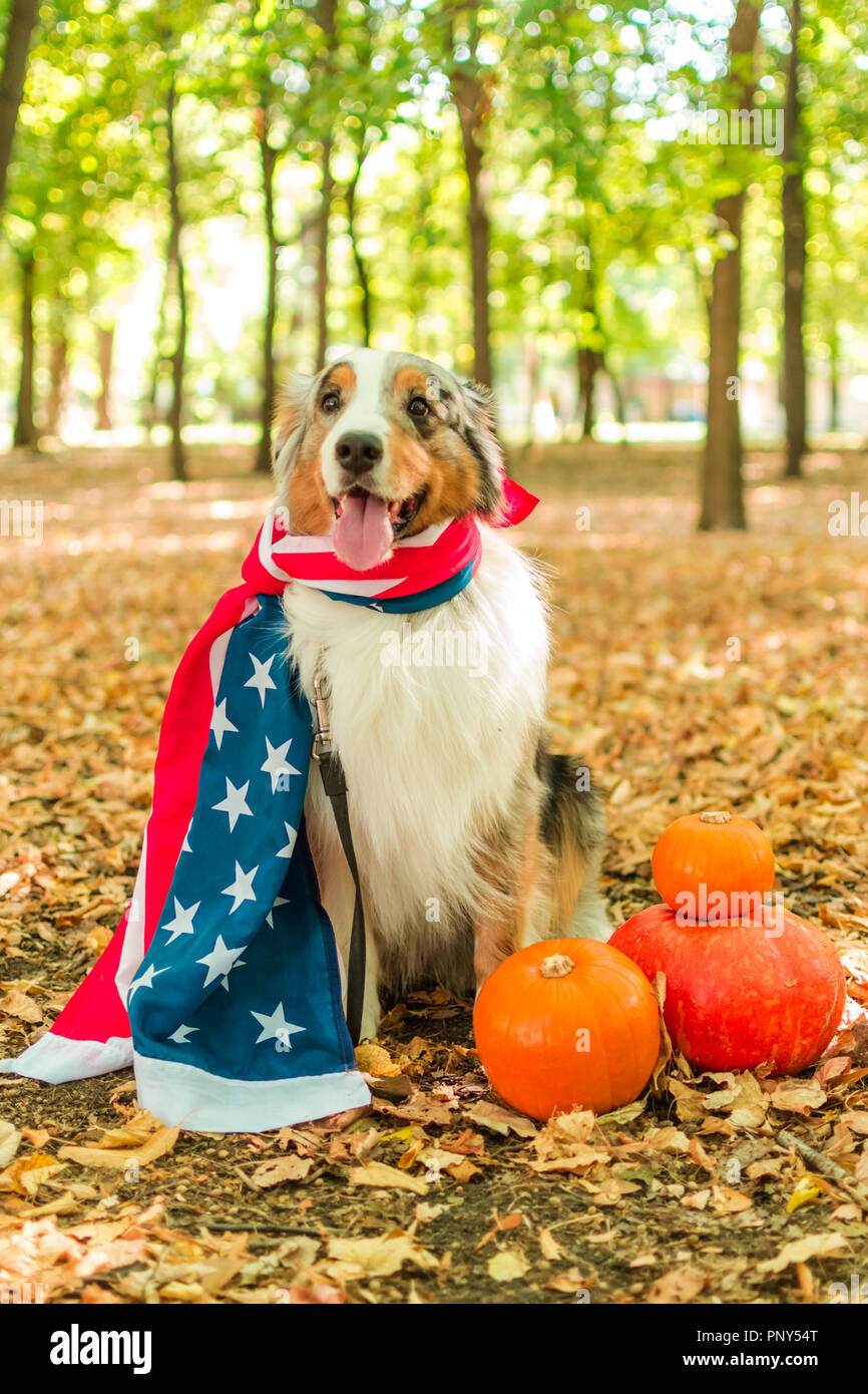 Australian shepherd in the autumn forest performs the command