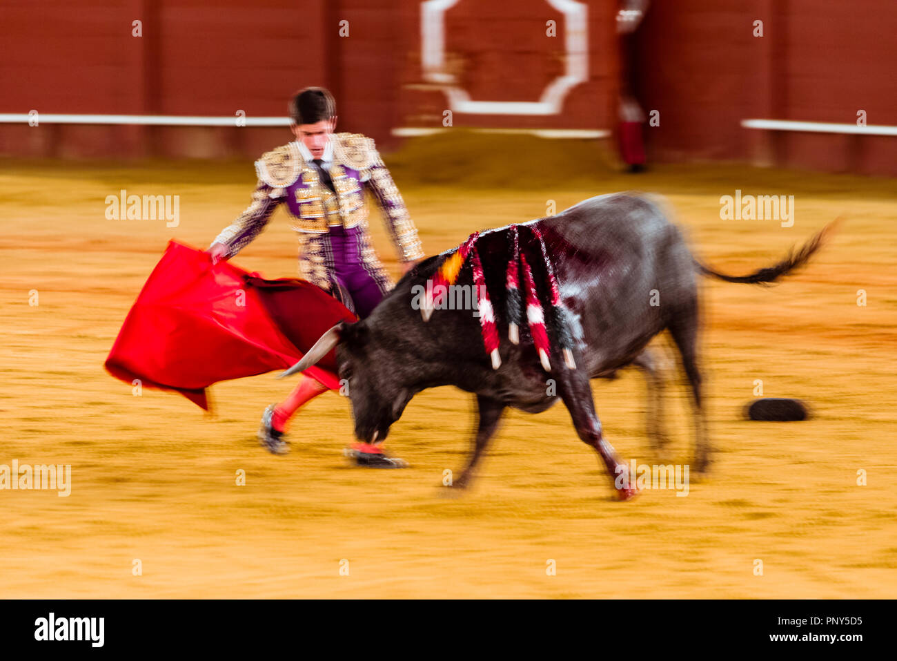 Racing bull with Matador, Torero or Toureiro in traditional dress, third part, so-called Faena, bullfighting, bullring Plaza de Stock Photo