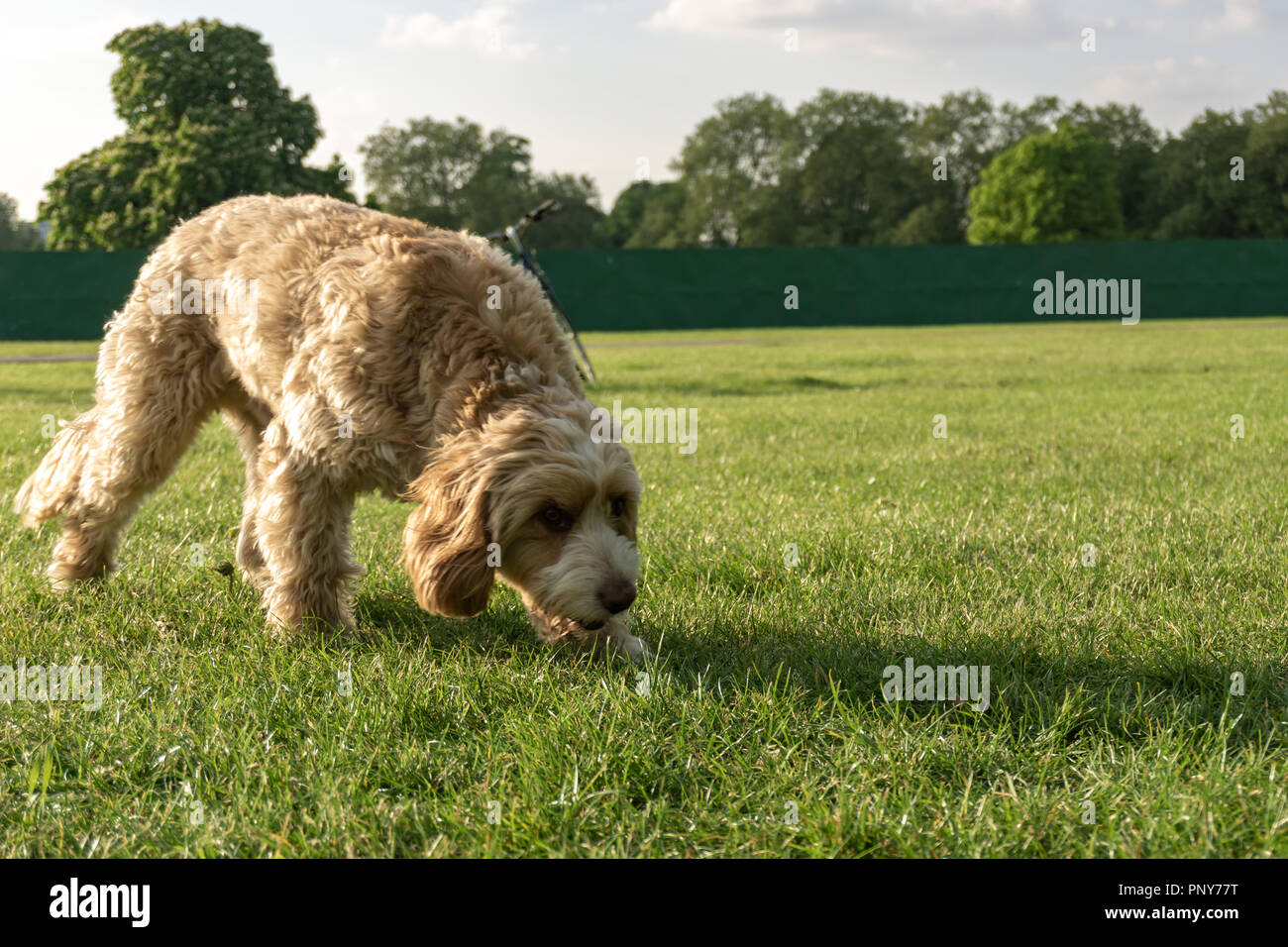 Dog in the park Stock Photo
