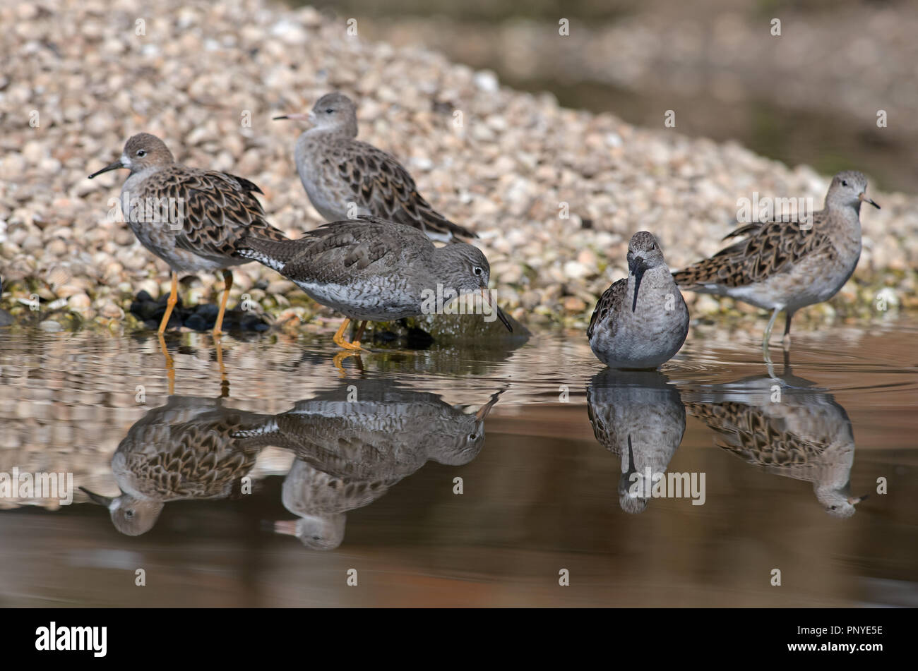 Ruff bird uk hi-res stock photography and images - Alamy