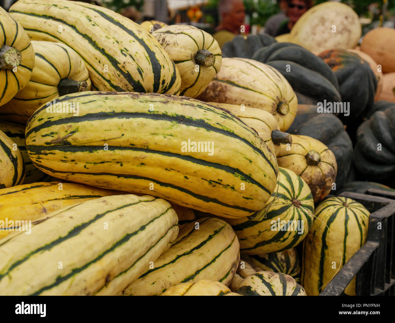 Delicata squash. Farmers market, Oak Park, Illinois. Stock Photo