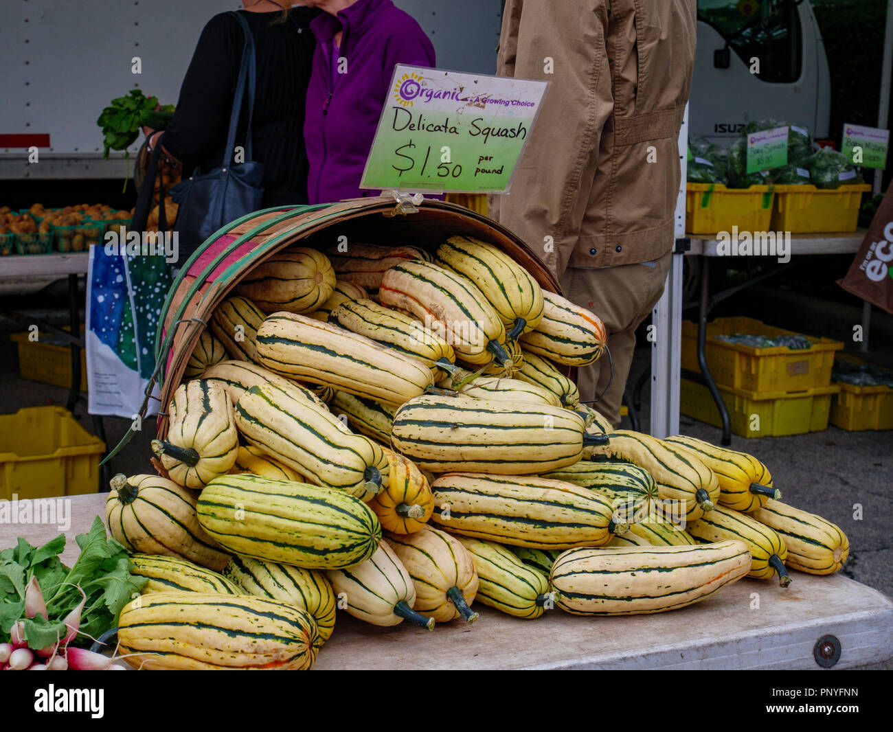 Delicata squash. Farmers market, Oak Park, Illinois. Stock Photo
