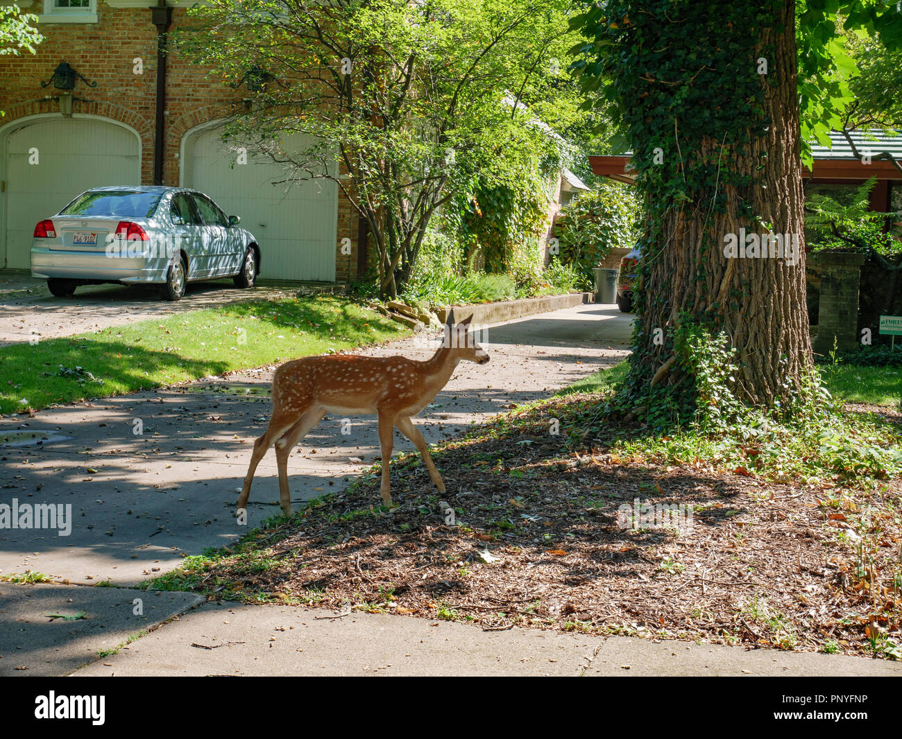 A whitetailed deer fawn explores the front yards of River Forest