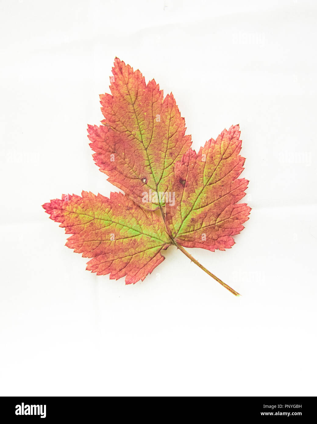 Colourful autumn leaf isolated on white background Stock Photo - Alamy