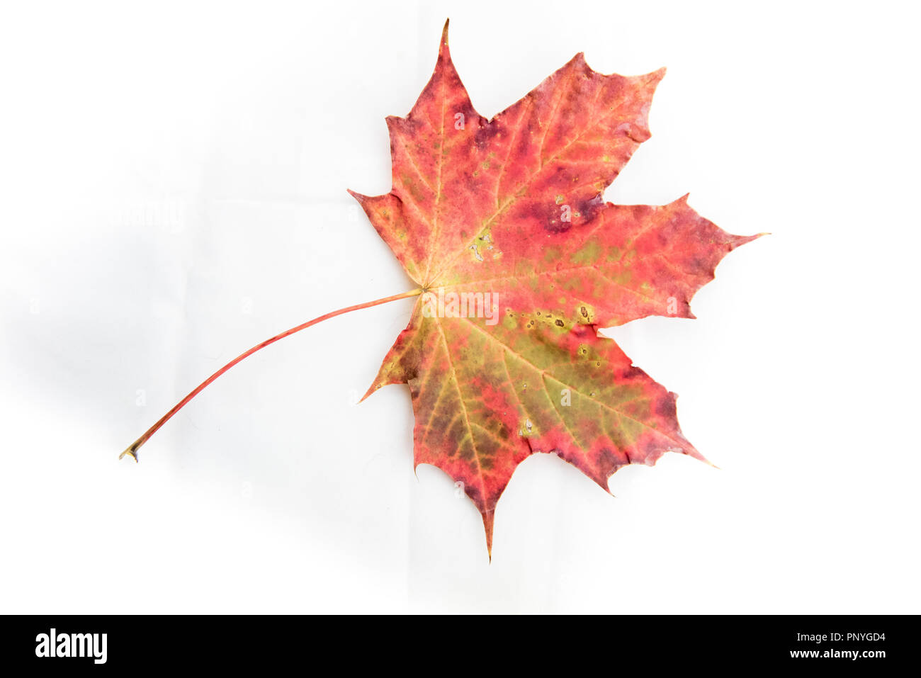 Colourful autumn leaf isolated on white background Stock Photo - Alamy