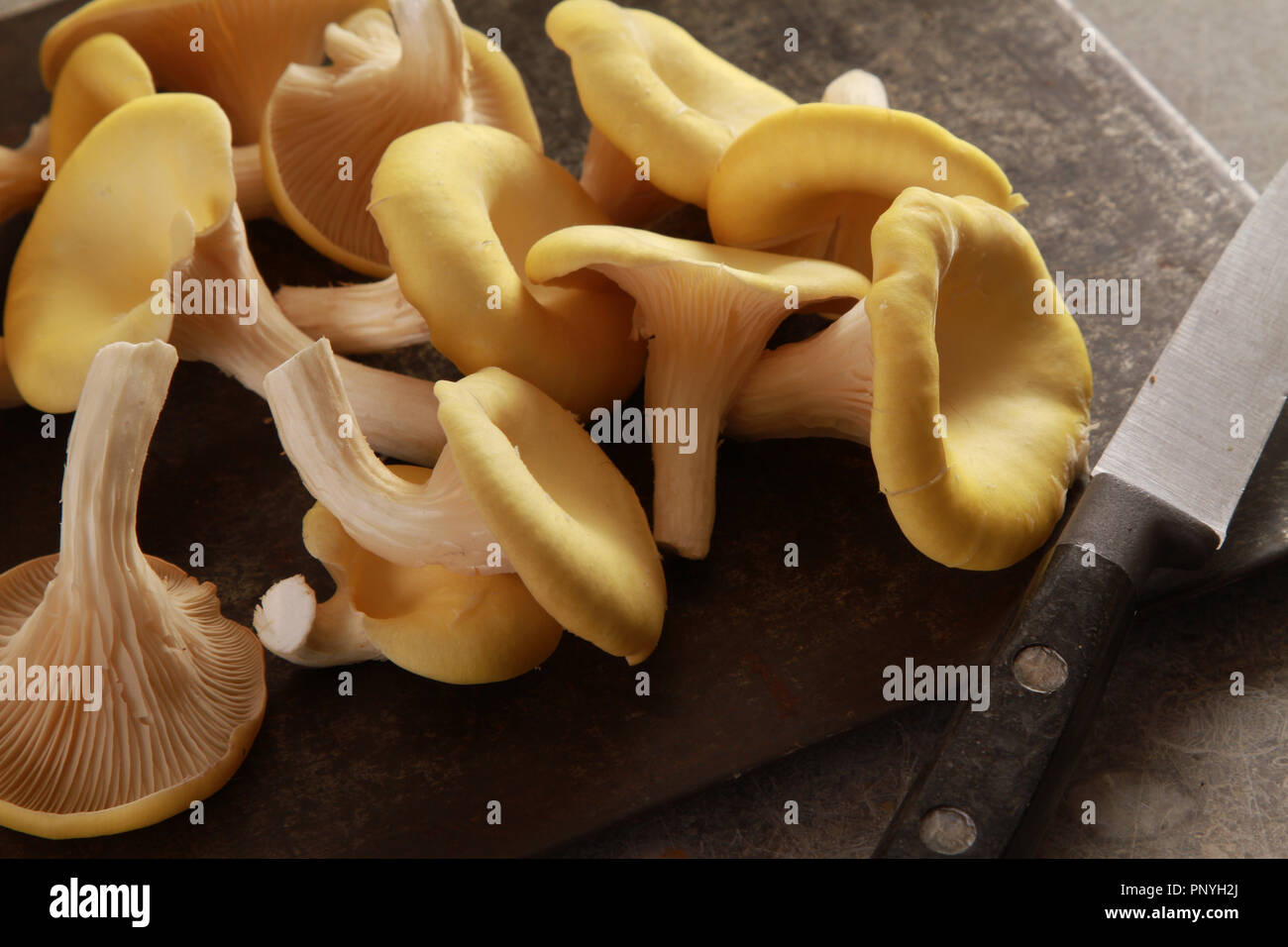 preparing fresh oyster mushrooms Stock Photo Alamy