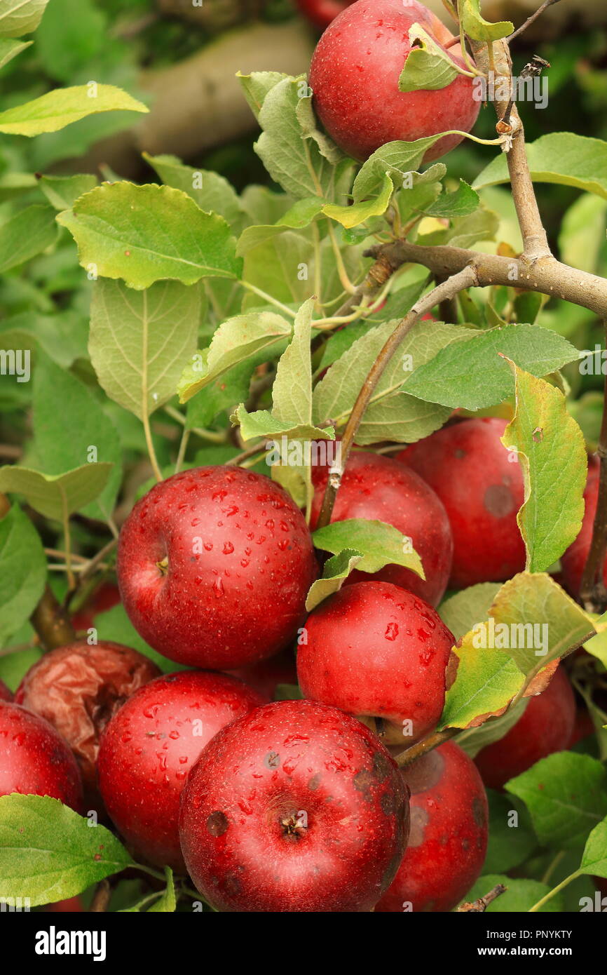 Filled with fruit hires stock photography and images Alamy