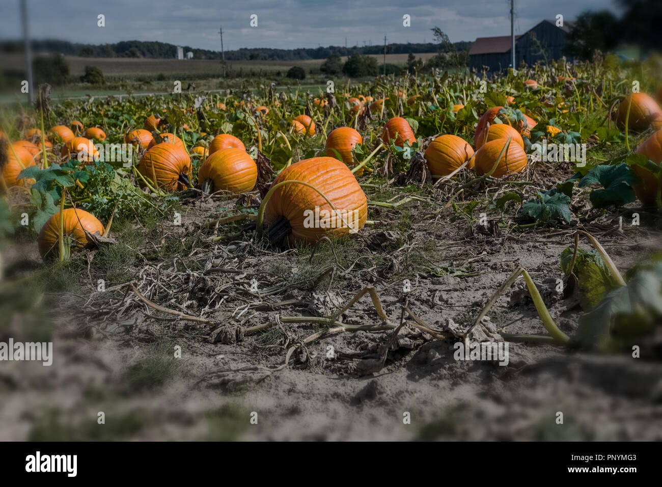 Pumpkins in the fields, at the farm. Stock Photo