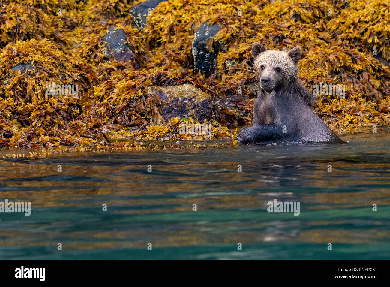 Cute 1/2 year old grizzly bear cub (Ursus arctos) foraging along the low tideline in Knight Inlet, First Nations Territory, Great Bear Rainforest, Bri Stock Photo